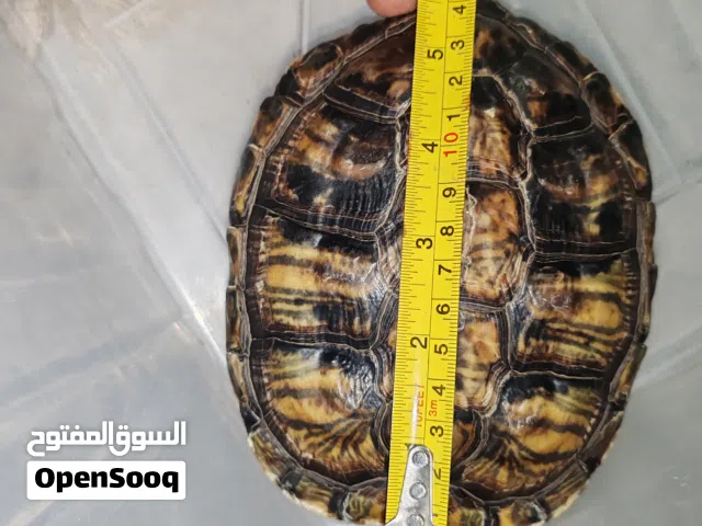 سلاحف كبار نادر بهالحجم للبيع