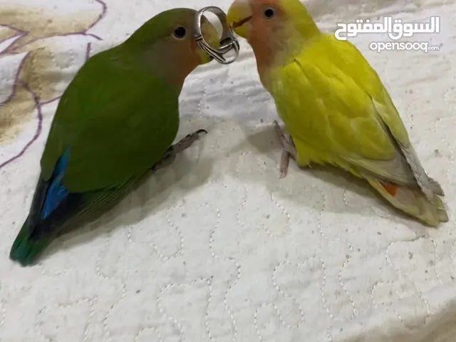 طير روز لون اخضر مميز ذكر