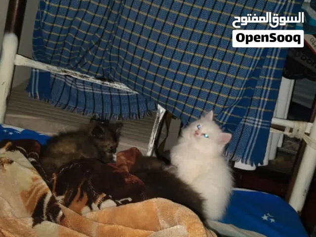 3 cat babies for sale