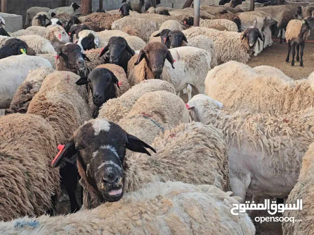 متوفر خروف دولبر جنوب افريقا سماااان فووول ولحمتهن جوده عاليه وممتازه فيه فحول وفيه مخصايات