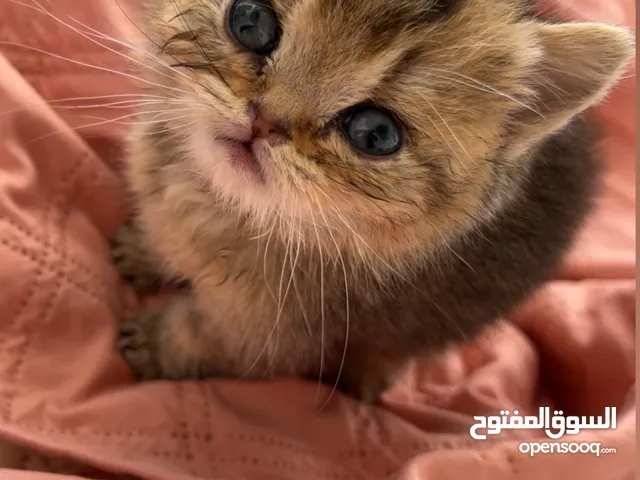 ذكر سكوتش ستريت Ny12