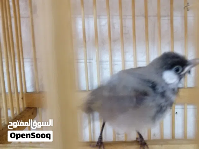 بلبل عراقي أليف للبيع