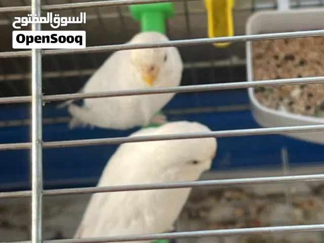 جوز حب البينو شغالات