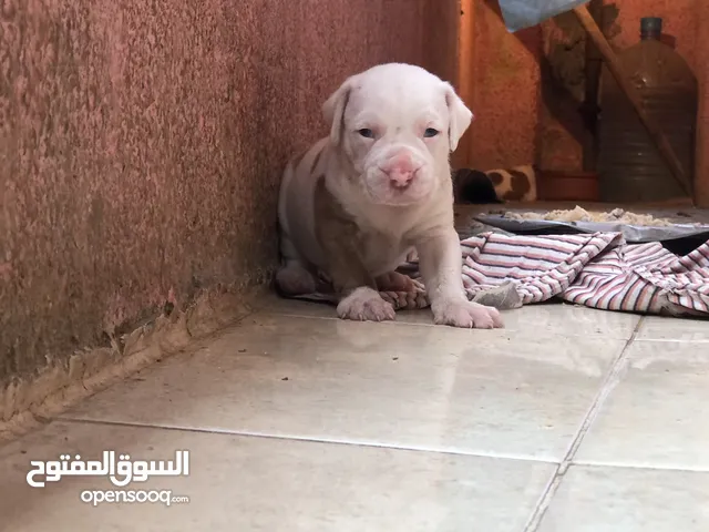 جراوي بيتبول مستوي عالمي