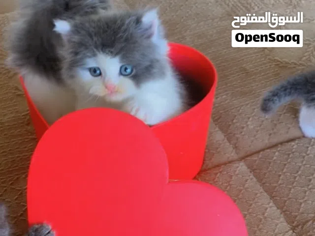 قطط للبيع نوع هملايا وسكوتش