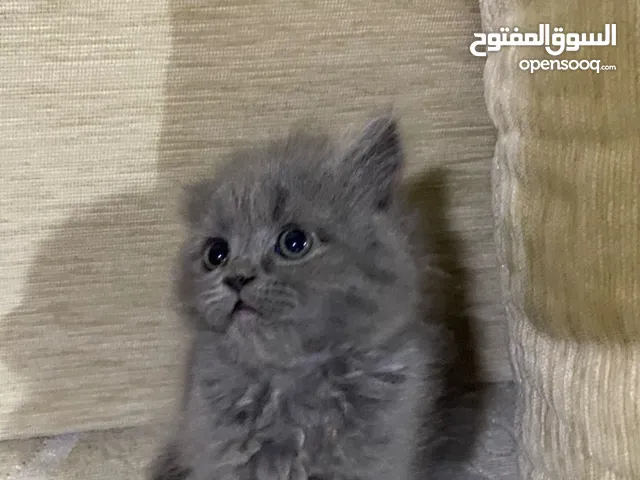 العمر شهرين