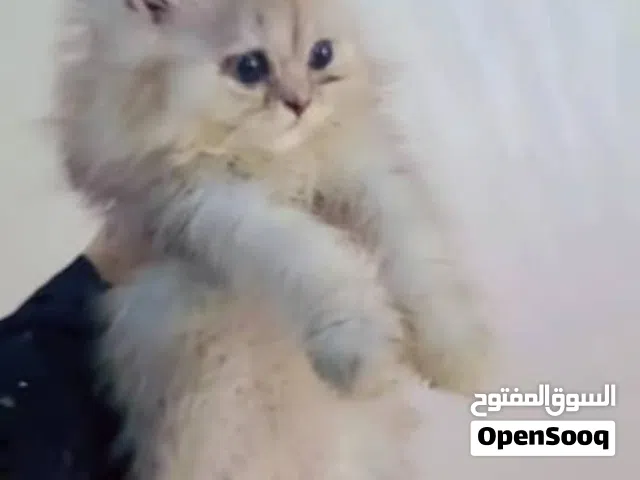 قطط لي بيع الموقع تعز يوجود خدمات توصل معنا خصومات العرض لي فتره محدوده