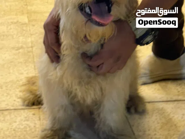 مالتي بو ذكر