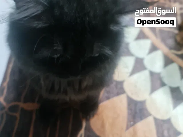 قط شيرازي تبني