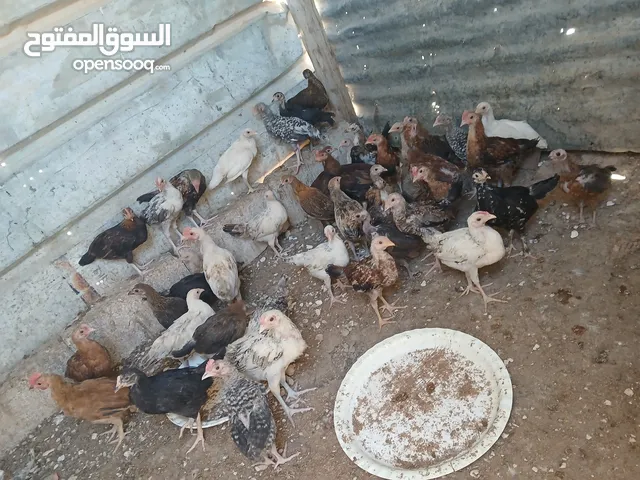 45 حبه بلديات فراخ ترقيد مش فقاسة وعلفهن شعير ونخاله حبات مقنوي صحه ونضافه صلاة النبي