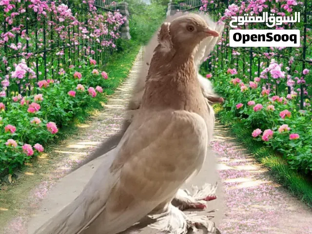 حمام عراقي درجة أولى
