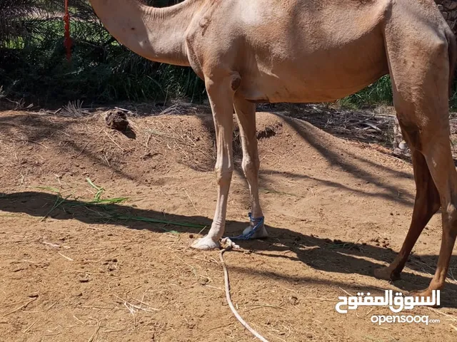 ناقة للبيع