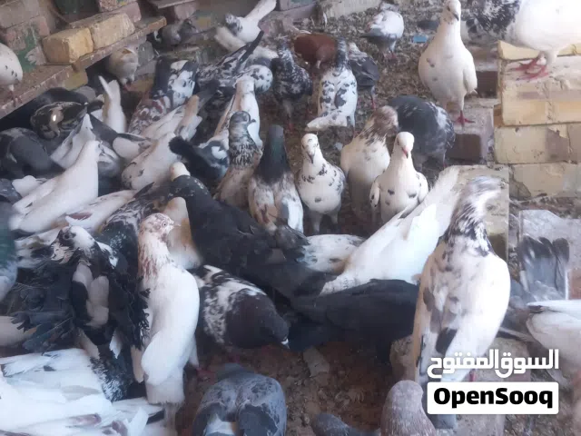 حمام تور للبيع شوف وصف