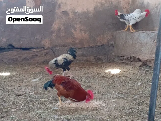 دياك فرنسيات