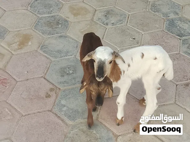 للبيع كبس وحمله مذاير لاثنين وبصحه ممتازه