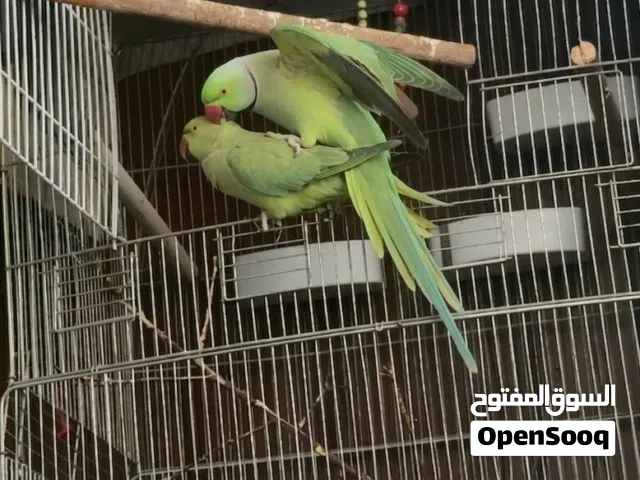 جوز دره جامبو