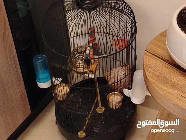 طيور الجنة للبيع مع القفص ذكر و أنثى للبيع