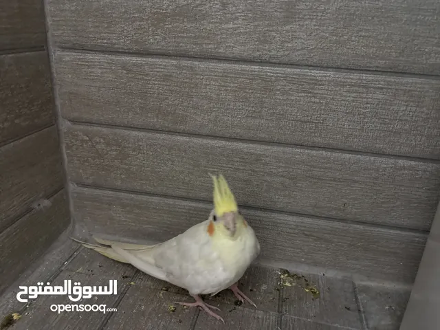 طيور كروان ذكر وانثى