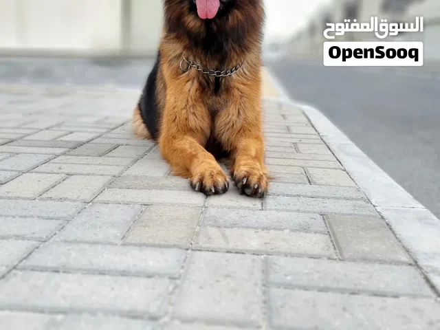 For Sale – German Shepherd Long Hair (Show Line)  للبيع – جيرمن شيبرد لونغ هير (Show Line)