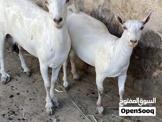عينك ع الزين ماشاءالله تبارك الرحمن