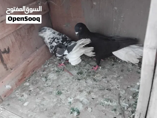 سلام عليكم موجود جواز للبيع بسعر نار تواصل هون