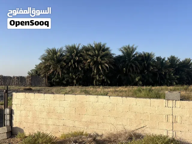 Farm Land for Sale in Buraimi Al Sinainah