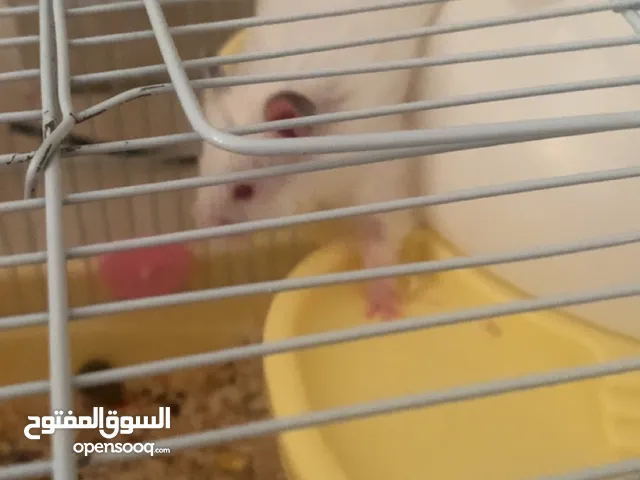 هامستر سوري مميز ونظيف