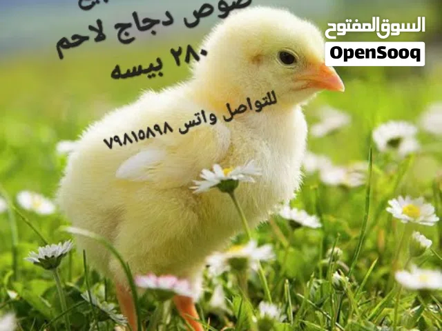 دجاج لاحم لببيع