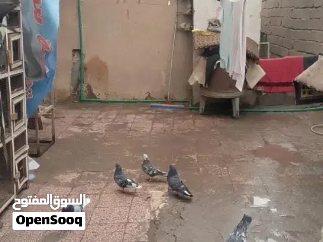 بيت حواسم للبيع كونكريت مسلح مع لاثاث بصره دور الضباط قرب منتزه جنت الفردوس عل شارع سعر مناسب للبيع