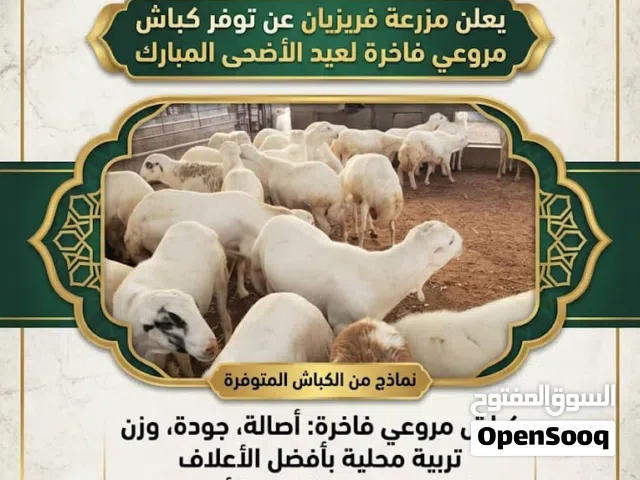 كباش تهامي مروعي غني عن التعريف