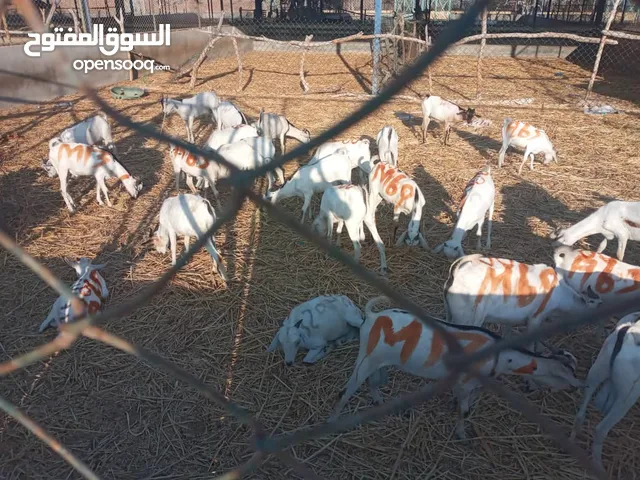 لبيع غنم صومالي جملة+تفرقه