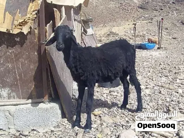 كبش وصخل للبيع أمورهن طيبه وسمان م شاء الله العمر 7 شهور