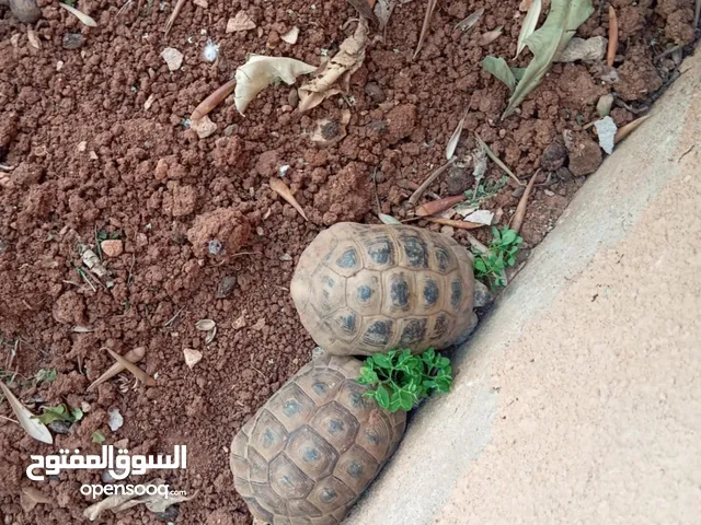 سلحفتان للبيع قابل للتفاوض