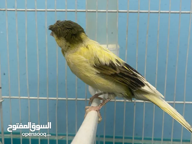 ذكر كناري ب 90 درهم فقط