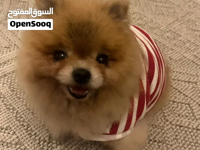 كلب بوميرينيان