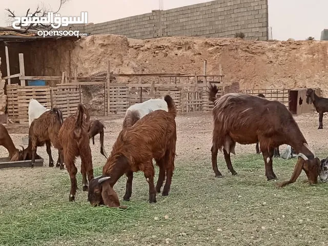 ماهو للبيع