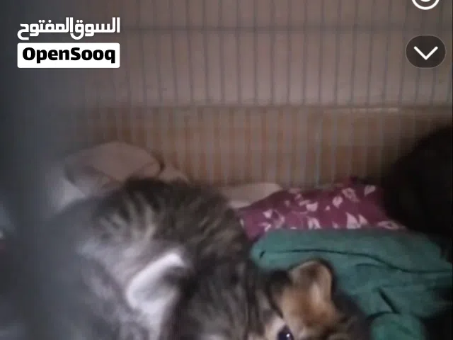 قطط اليفه للبيع