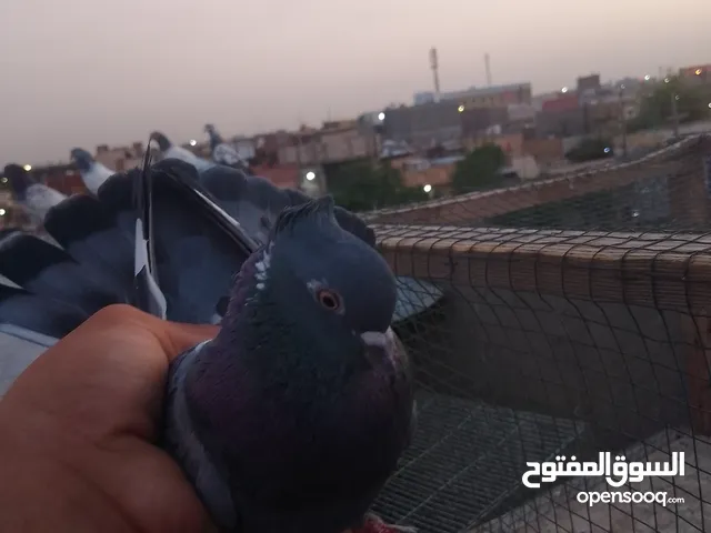لوت ثنين اجسام والوان حلوه نثيه وفحل