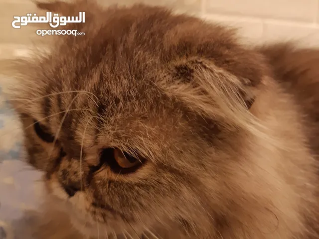 قطه سكوتش مطعم بهملايا يعمر 7 اشهر