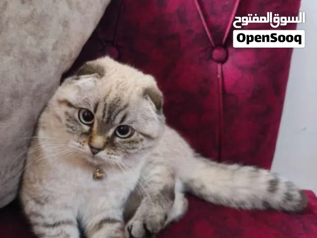 قطة سكوتش فولد أنثى جمجمه عريضه ذيل قصير جودا عالية صافي الأب سكوتش وآلام سكوتش ما خده مطاعيم