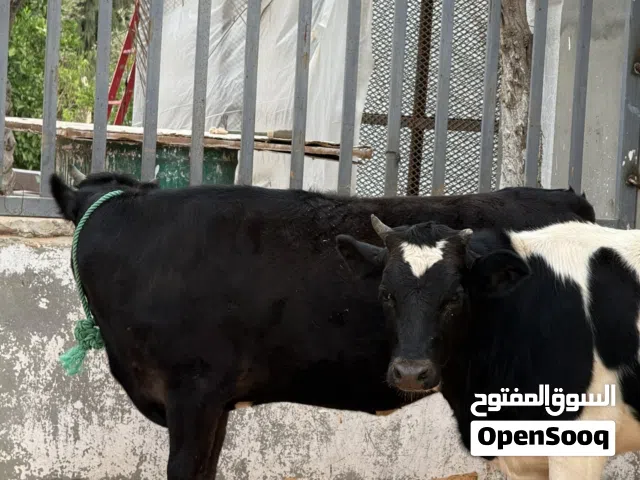 زوز بقرات ربي يبارك عمرهم سنه تقريباً او 11شهر