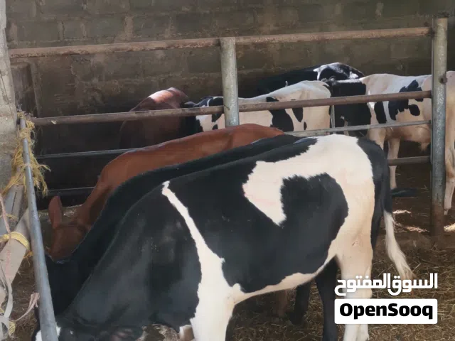 لبيع ابقار ظفاريات مطعومات
