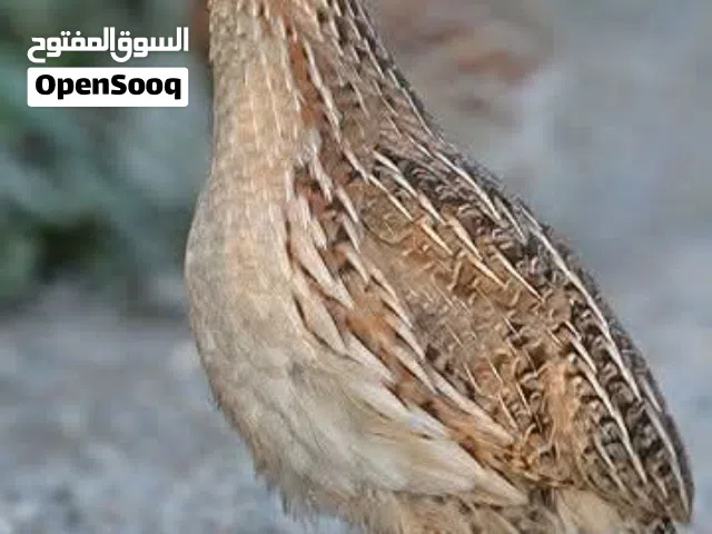 متوفر فري فقس جديد عمر اسبوع الحبه بربع دينار للكوم  صحه ونظافه و