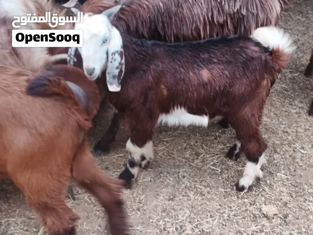 6 جديان مسكرات لحم أعمار خمس شهور ست شهور
