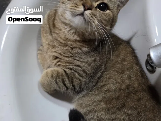 قطو للتبني برسوم