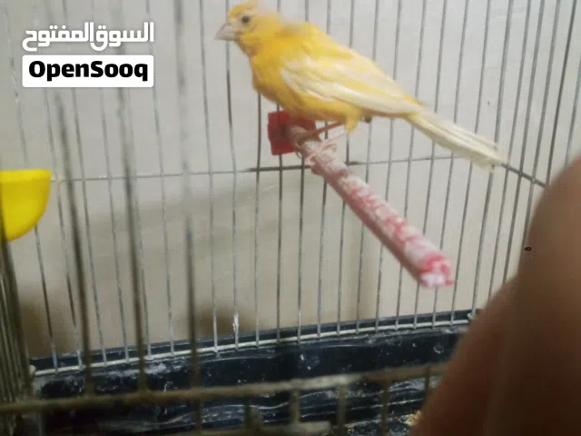طيره كنار شغاله للبيع