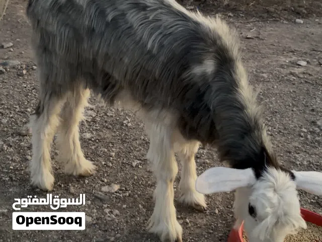 للبيع شاه رحبيه اصل