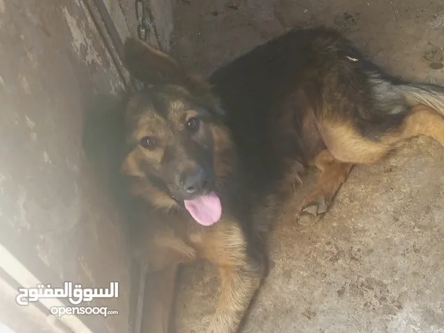 كلاب للبيع