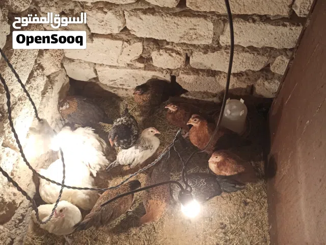 الفلاليس مخططات عرب و فيومي وزهري