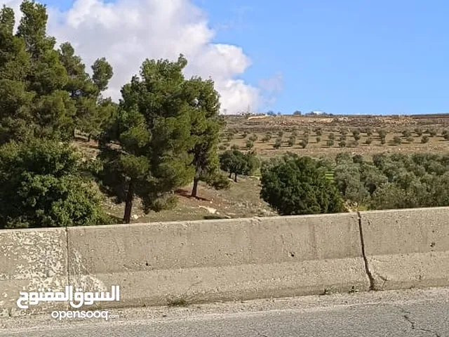 اجمل اراضي طريق اربد عمان  ثغره عصفور مجاور للغابه مباشره وبسعر مميز جدا اول جبا